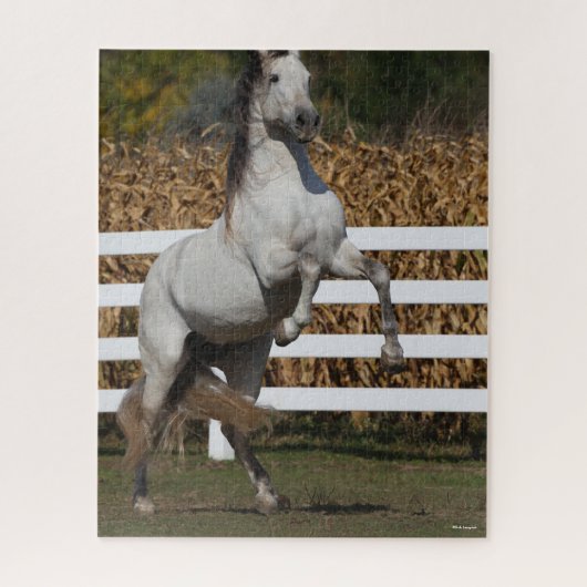 Bob Langrish | Grijze Andalucian Stallion Rearing Legpuzzel (Verticaal)