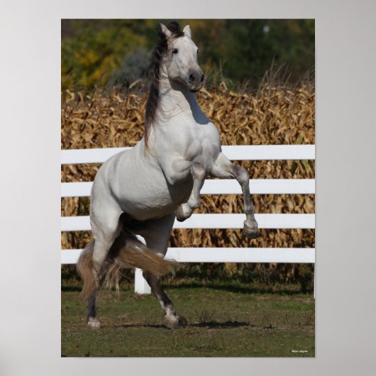 Bob Langrish | Grijze Andalucian Stallion Rearing Poster (Voorkant)