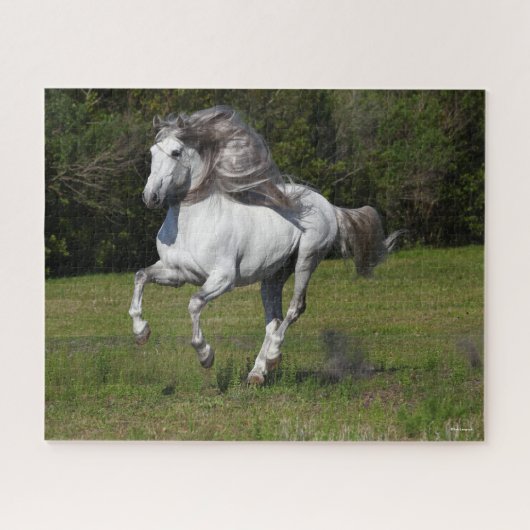Bob Langrish | Grijze Andalucian Stallion Running Legpuzzel (Horizontaal)