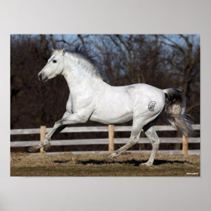 Bob Langrish   Grijze Andalucian Stallion Running Poster