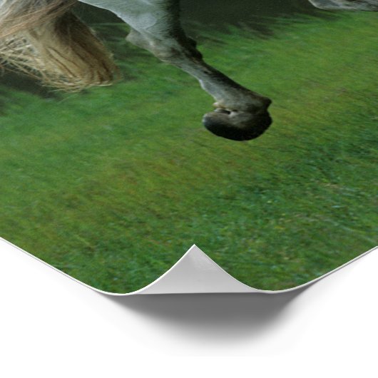 Bob Langrish | Grijze Andalucian Stallion Running Poster (Hoek)