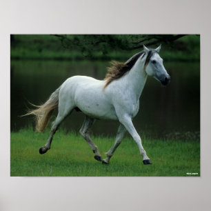 Bob Langrish Grijze Andalucian Stallion Running Poster