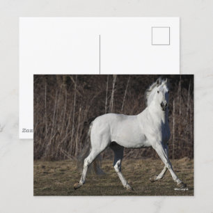 Bob Langrish   Grijze Andalucian Stallion Walking Briefkaart