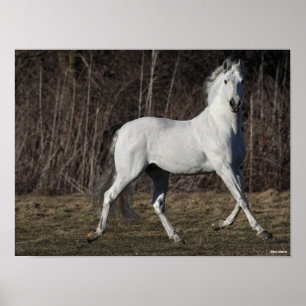 Bob Langrish Grijze Andalucian Stallion Walking Poster