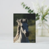 Bob Langrish | Grijze Andalusiaanse hoofdfoto met  Briefkaart (Staand voorkant)