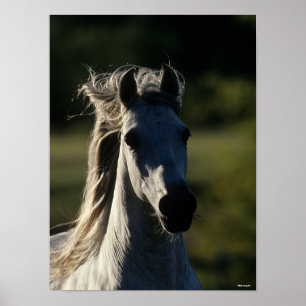Bob Langrish Grijze Andalusiaanse hoofdfoto met Poster
