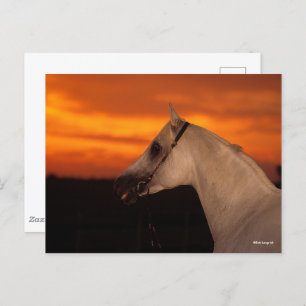 Bob Langrish Grijze Arabische foto op Sunset Briefkaart