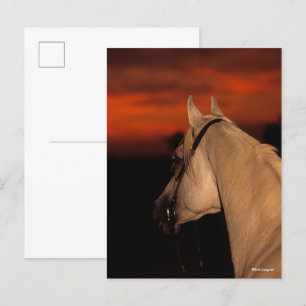 Bob Langrish Grijze Arabische foto op zonsonderg Briefkaart