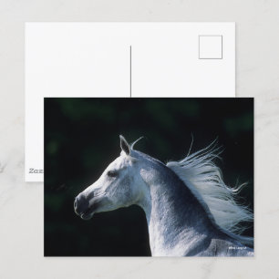 Bob Langrish Grijze Arabische hoofdfoto 3 Briefkaart