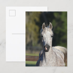 Bob Langrish Grijze Arabische hoofdfoto Briefkaart