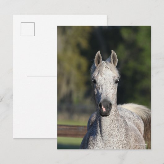 Bob Langrish | Grijze Arabische hoofdfoto Briefkaart (Voorkant / Achterkant)