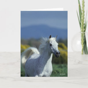 Bob Langrish Grijze Arabische hoofdfoto Kaart