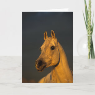 Bob Langrish Grijze Arabische hoofdfoto op zonso Kaart