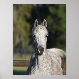 Bob Langrish   Grijze Arabische hoofdfoto Poster
