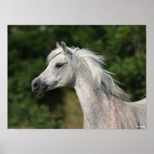 Bob Langrish   Grijze Arabische hoofdfoto Poster