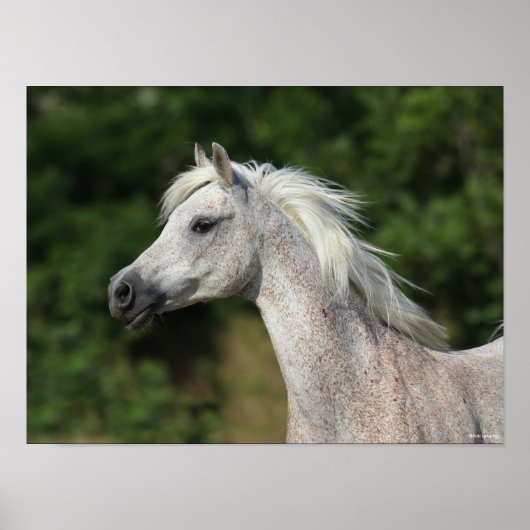 Bob Langrish | Grijze Arabische hoofdfoto Poster (Voorkant)