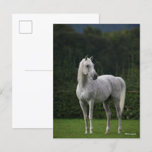 Bob Langrish Grijze Arabische Stallion Briefkaart