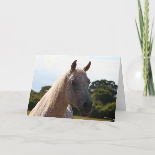 Bob Langrish | Grijze Arabische Stallion Headshot Kaart (Voorkant)