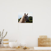 Bob Langrish | Grijze Arabische Stallion Headshot Poster (Keuken)