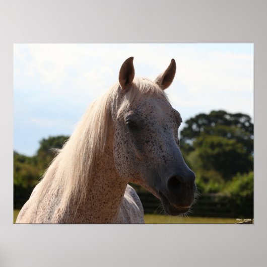 Bob Langrish | Grijze Arabische Stallion Headshot Poster (Voorkant)