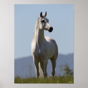 Bob Langrish   Grijze Arabische Stallion Permanent Poster