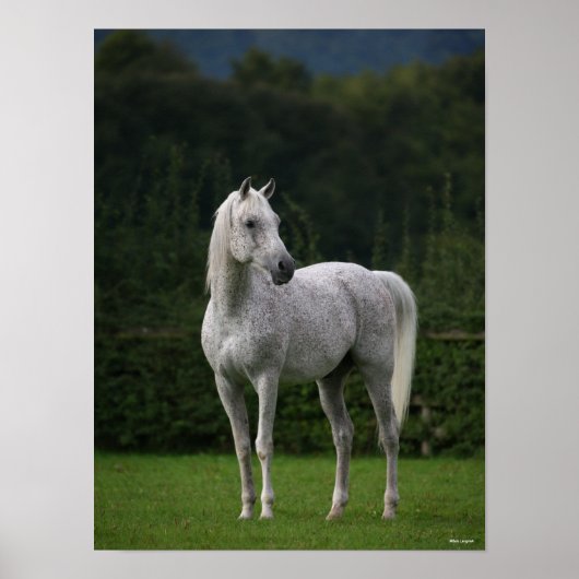 Bob Langrish | Grijze Arabische Stallion Poster (Voorkant)