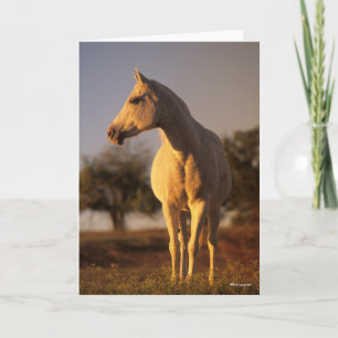 Bob Langrish Grijze Arabische stand Kaart