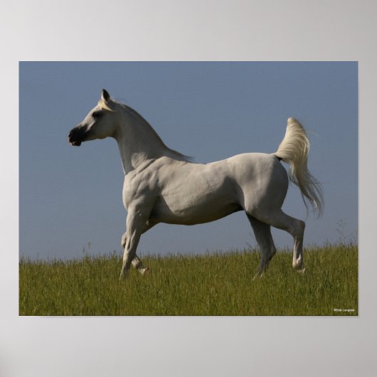 Bob Langrish | Grijze Arabische zilver in het veld Poster (Voorkant)