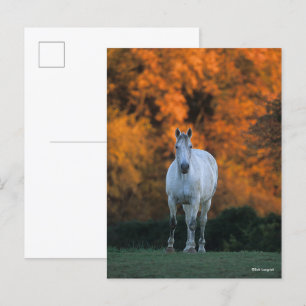 Bob Langrish Grijze herfst Warmbloed Briefkaart