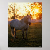 Bob Langrish | Grijze percheron op zonsondergang Poster (Voorkant)