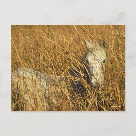 Bob Langrish | Grijze Pony in honing Briefkaart (Voorkant)