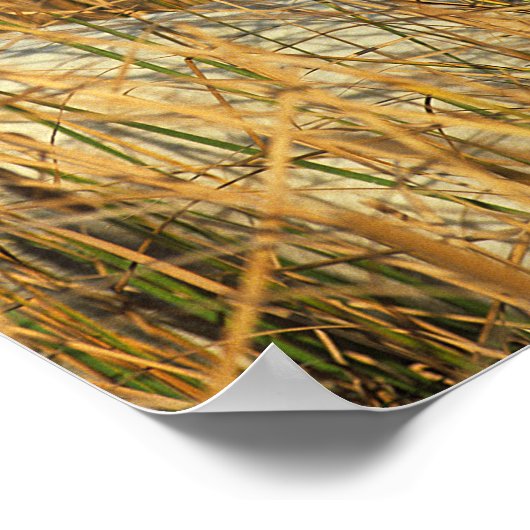 Bob Langrish | Grijze Pony in honing Poster (Hoek)