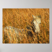 Bob Langrish | Grijze Pony in honing Poster (Voorkant)