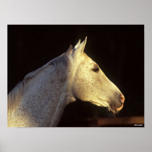 Bob Langrish   Grijze Thoroughbred Stallion Headsh Poster