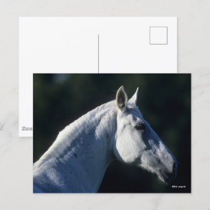 Bob Langrish Grijze warmbloed — Vaste kop Briefkaart