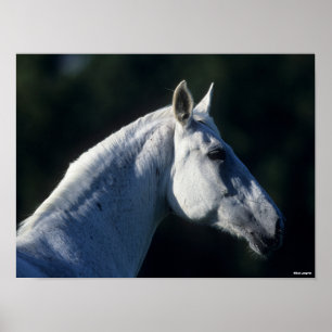 Bob Langrish Grijze warmbloed — Vaste kop Poster