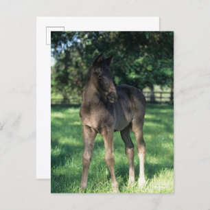 Bob Langrish Grondevee met stevige ondergrond Briefkaart