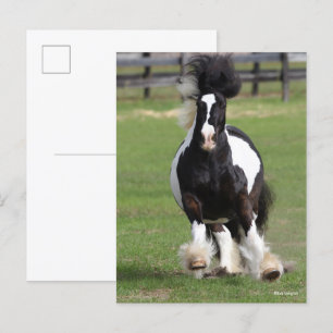 Bob Langrish Gypsy Vanner aan het werk Briefkaart