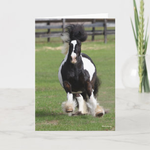 Bob Langrish   Gypsy Vanner aan het werk Kaart