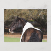 Bob Langrish | Gypsy Vanner Headshot Briefkaart (Voorkant)