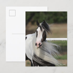 Bob Langrish Gypsy Vanner Headshot Mande stromen Briefkaart