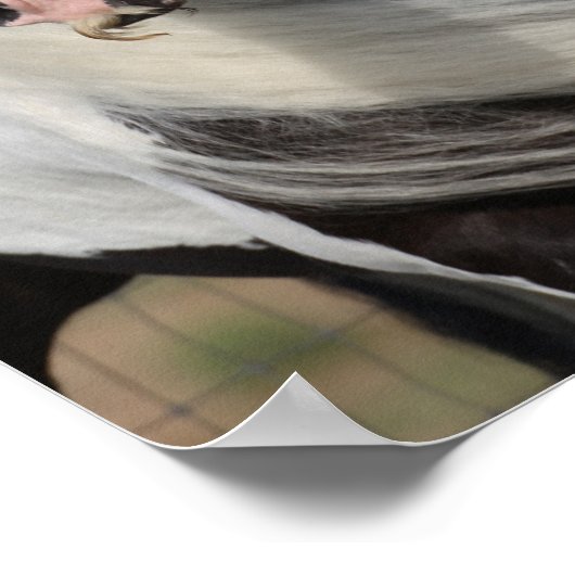 Bob Langrish | Gypsy Vanner Headshot Mande stromen Poster (Hoek)