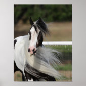 Bob Langrish | Gypsy Vanner Headshot Mande stromen Poster (Voorkant)