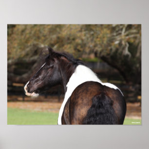 Bob Langrish Gypsy Vanner Headshot Poster