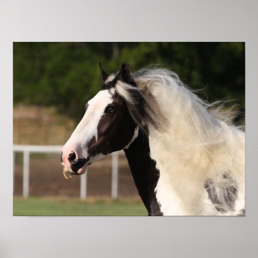 Bob Langrish | Gypsy Vanner Headshot Poster (Voorkant)