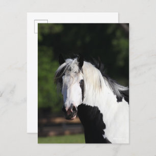 Bob Langrish   Gypsy Vanner Horse Headshot Briefkaart