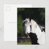 Bob Langrish | Gypsy Vanner Horse Headshot Briefkaart (Voorkant / Achterkant)