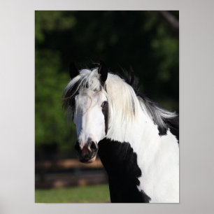Bob Langrish Gypsy Vanner Horse Headshot Poster