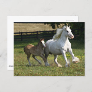 Bob Langrish   Gypsy Vanner Horse Mare & Foal Briefkaart