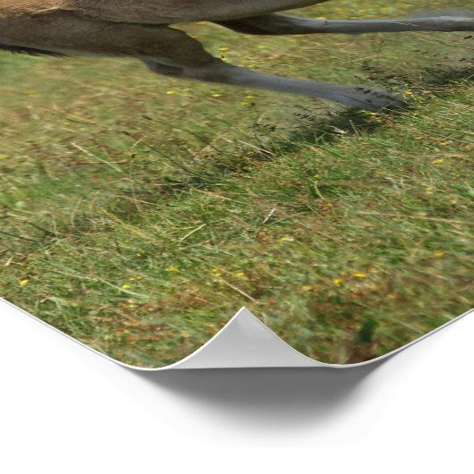 Bob Langrish | Gypsy Vanner Horse Mare & Foal Poster (Hoek)